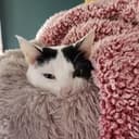 CATURDAY
