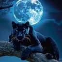 BLACKPUMA