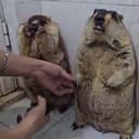 Marmot