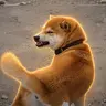 DOGESH