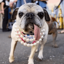 DERPDOG