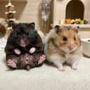 Hamsters