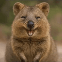 QUOKKA