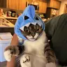 Mochi