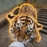 BABYTIGER
