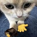 brokecat