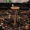 Toad