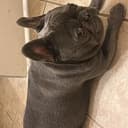 brucebone