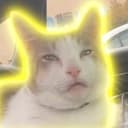 HumanCat