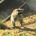 JIMOTHY