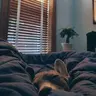 $NAP