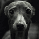 IGGY