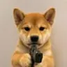 Dogwifgun