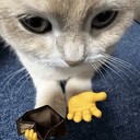 brokecat
