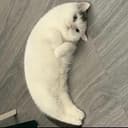 MOONCAT