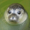 Walruse