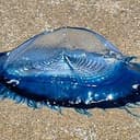 VELELLA