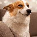 CORGICOIN