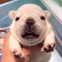 Pibble