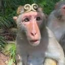 Wukong
