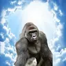 Harambe