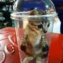 CATINCUP