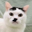CATLER