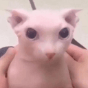 BINGUS