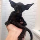 $GREMLIN