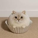MOCHI