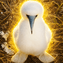 Booby