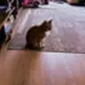 Hobbes