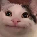 $BADCAT