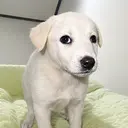 WILLY
