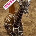 WAFFLE