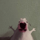 walter