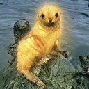 Seal
