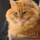 MEOW
