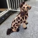 giraffedog