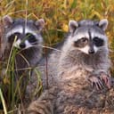 WRcoon