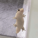 Geckolipis