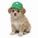 $PUMPDOG