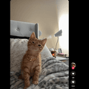 SIMBA