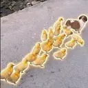 BROOD
