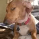 susdog