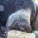 WINNIE