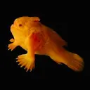 RHFISH