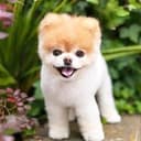 BooDog