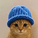 catdihhat