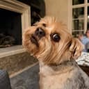 YORKIE